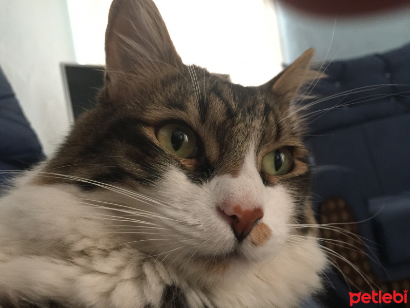 Tekir Kedi, Kedi  Pafi fotoğrafı