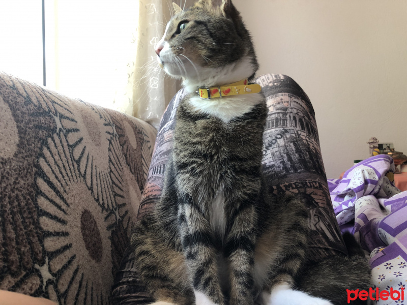 Tekir Kedi, Kedi  Snow fotoğrafı
