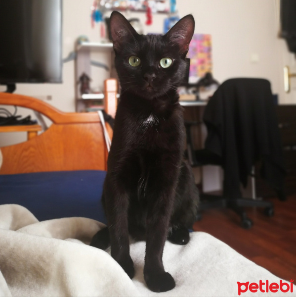 Bombay, Kedi  Benek fotoğrafı