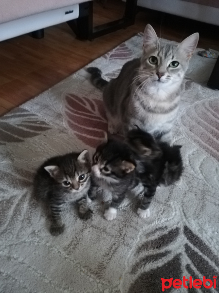 Tekir Kedi, Kedi  Mırmır fotoğrafı