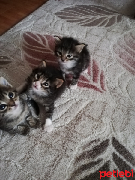 Tekir Kedi, Kedi  Mırmır fotoğrafı