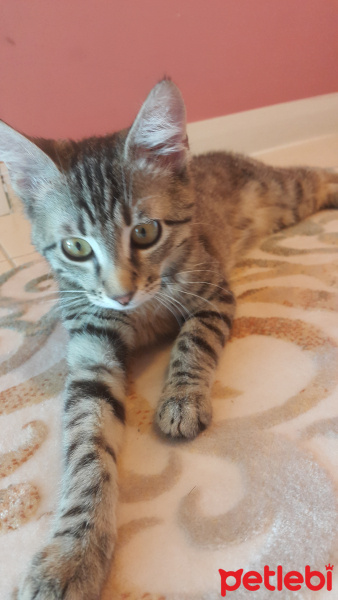 Tekir Kedi, Kedi  Milka fotoğrafı