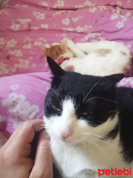 Tuxedo (Smokin) Kedi, Kedi  Mia fotoğrafı