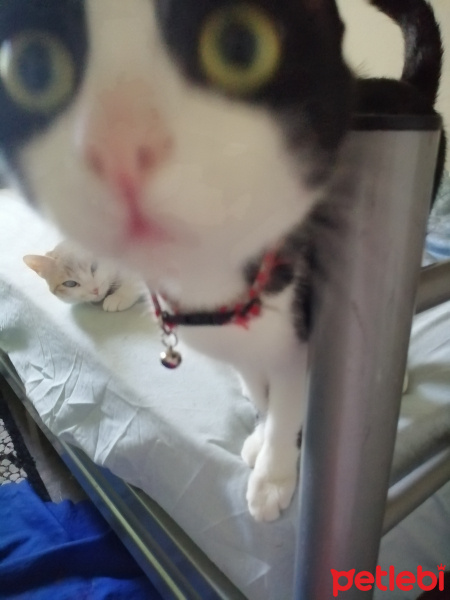 Tuxedo (Smokin) Kedi, Kedi  Mia fotoğrafı