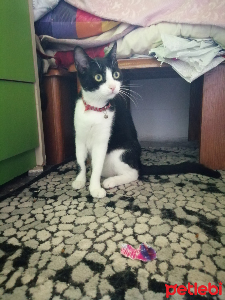 Tuxedo (Smokin) Kedi, Kedi  Mia fotoğrafı