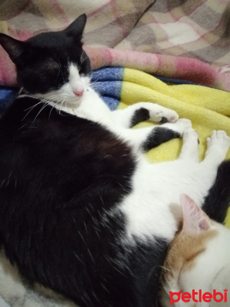 Tuxedo (Smokin) Kedi, Kedi  Mia fotoğrafı