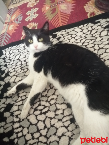 Tuxedo (Smokin) Kedi, Kedi  Mia fotoğrafı