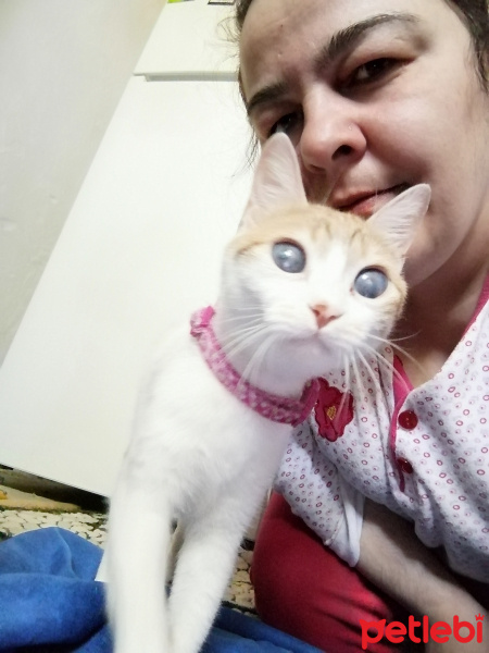 Sarman, Kedi  Şanslı fotoğrafı