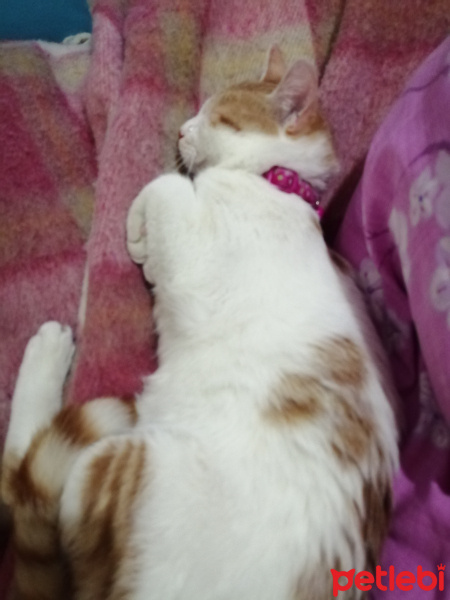 Sarman, Kedi  Şanslı fotoğrafı
