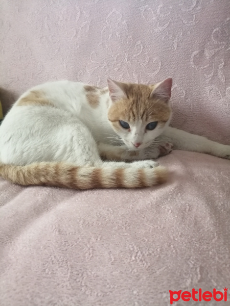 Sarman, Kedi  Şanslı fotoğrafı