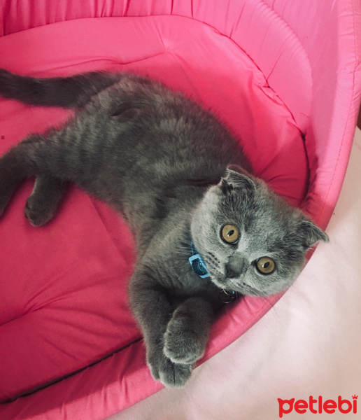Scottish Fold, Kedi  Mia fotoğrafı