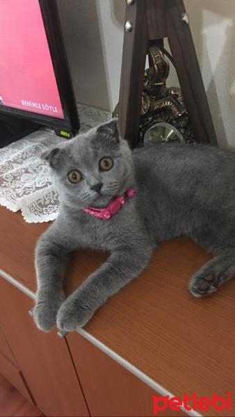 Scottish Fold, Kedi  Mia fotoğrafı