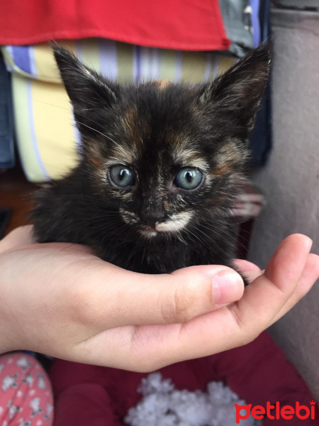 Tekir Kedi, Kedi  Dudu fotoğrafı