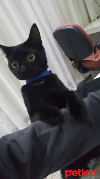 Bombay, Kedi  Gölge fotoğrafı