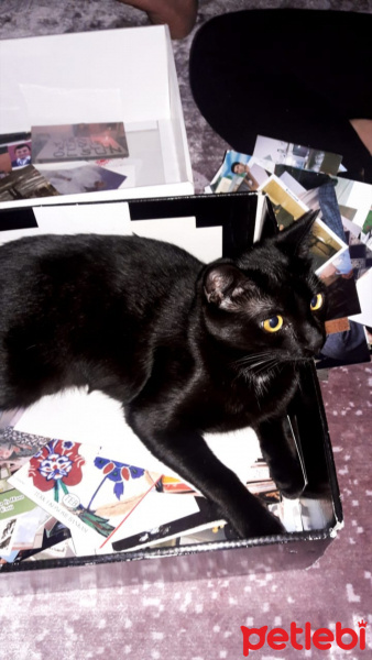 Bombay, Kedi  Gölge fotoğrafı