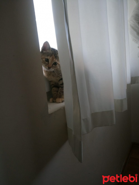 Tekir Kedi, Kedi  Mia çok acil ömürlük yuva araniyor fotoğrafı
