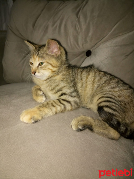 Tekir Kedi, Kedi  Mia çok acil ömürlük yuva araniyor fotoğrafı