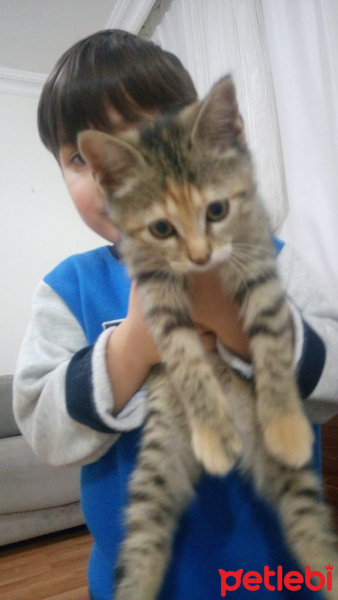 Tekir Kedi, Kedi  Mia çok acil ömürlük yuva araniyor fotoğrafı