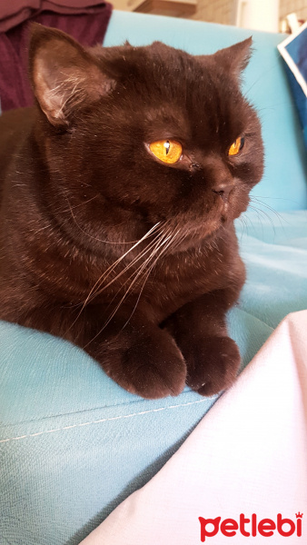 British Shorthair, Kedi  Tarçın fotoğrafı