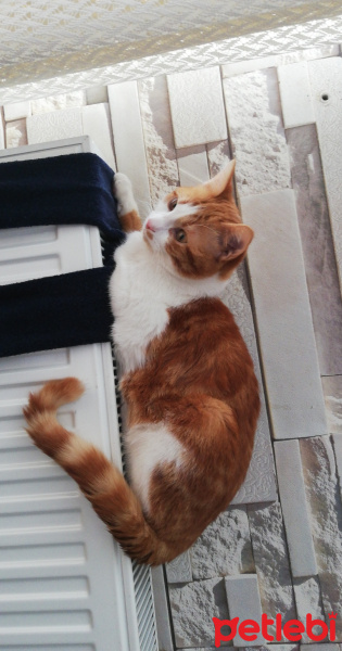 Sarman, Kedi  Mirket fotoğrafı