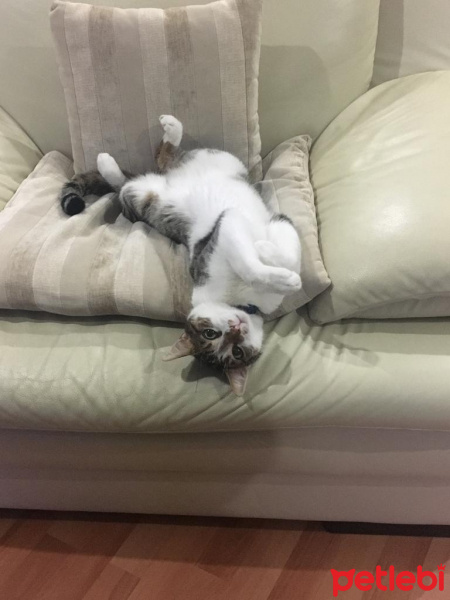 Tekir Kedi, Kedi  Tüysüz fotoğrafı