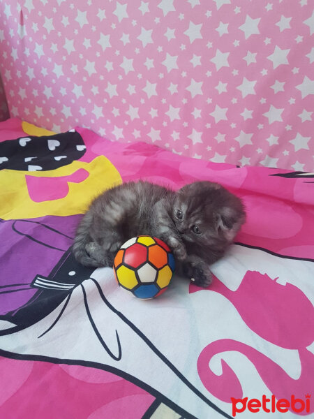 Scottish Fold, Kedi  ŞiLa fotoğrafı