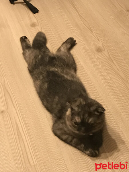 Scottish Fold, Kedi  ŞiLa fotoğrafı