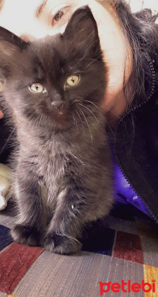 Scottish Fold, Kedi  Findüs fotoğrafı