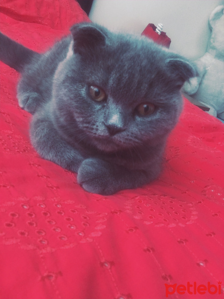 Scottish Fold, Kedi  Zeus fotoğrafı