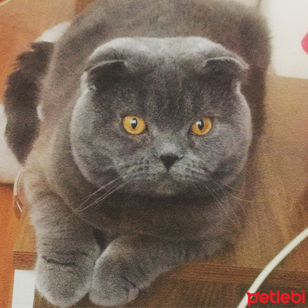 Scottish Fold, Kedi  Zeus fotoğrafı