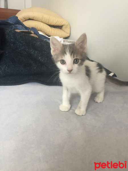 Tekir Kedi, Kedi  Arya fotoğrafı