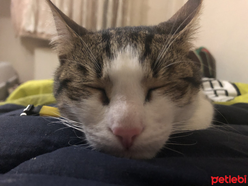 Tekir Kedi, Kedi  mila fotoğrafı