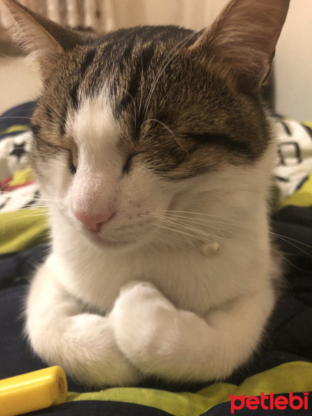 Tekir Kedi, Kedi  mila fotoğrafı