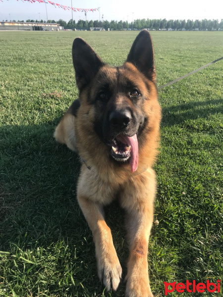 Alman Çoban Köpeği, Köpek  Hector fotoğrafı