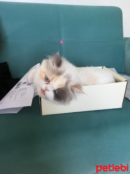 Exotic Shorthair, Kedi  Lulu fotoğrafı
