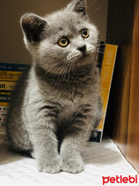 British Shorthair, Kedi  Simon fotoğrafı