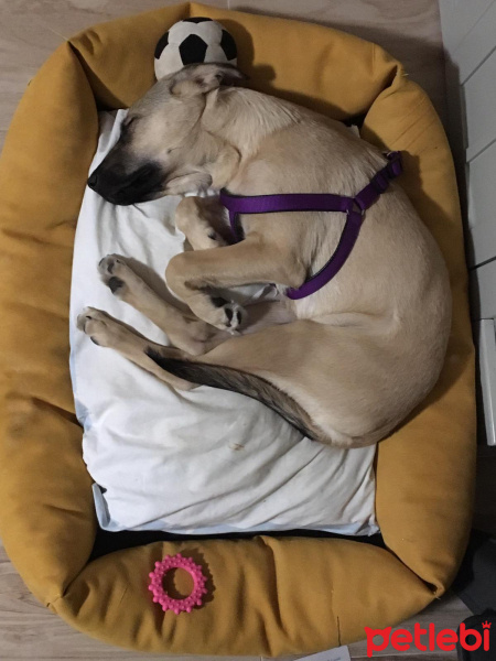 Sokö (Sokak Köpeği), Köpek  Kozmos fotoğrafı