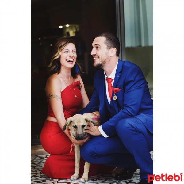 Sokö (Sokak Köpeği), Köpek  Kozmos fotoğrafı