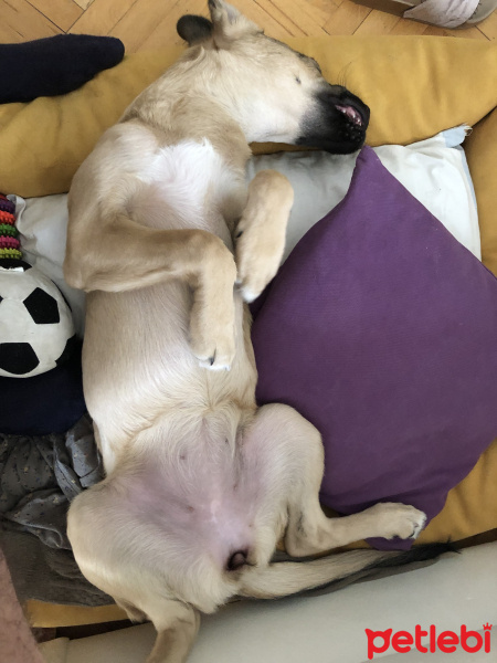 Sokö (Sokak Köpeği), Köpek  Kozmos fotoğrafı