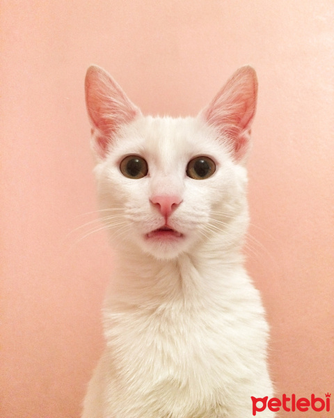 Van Kedisi, Kedi  Bella fotoğrafı