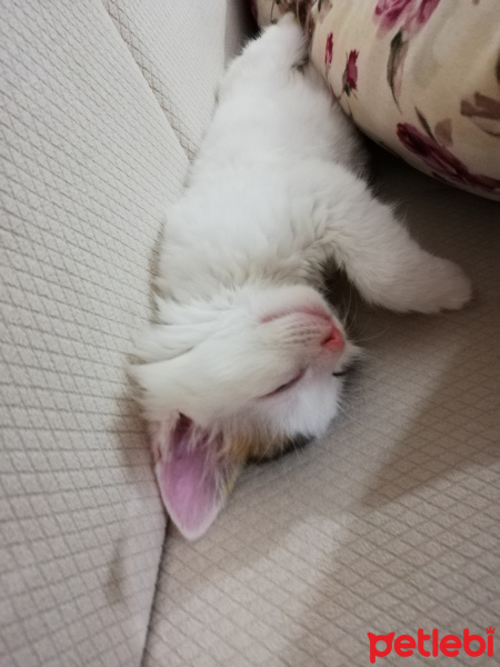 Soke, Kedi  Nikos fotoğrafı