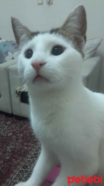 Soke, Kedi  Gandi fotoğrafı