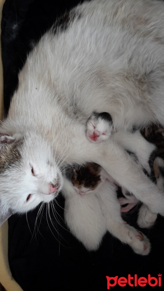 Soke, Kedi  Gandi fotoğrafı