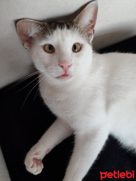 Soke, Kedi  Gandi fotoğrafı