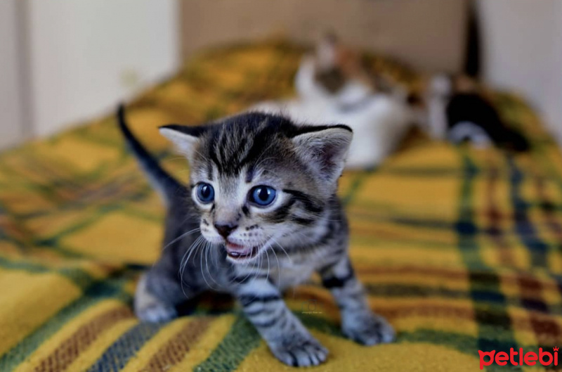 Tekir Kedi, Kedi  yoda fotoğrafı