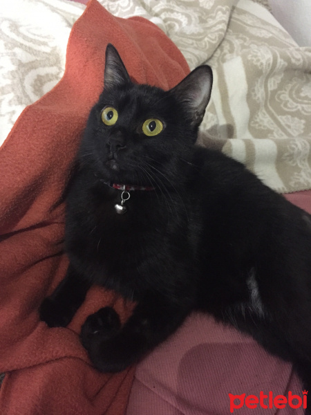 Bombay, Kedi  zeytin fotoğrafı