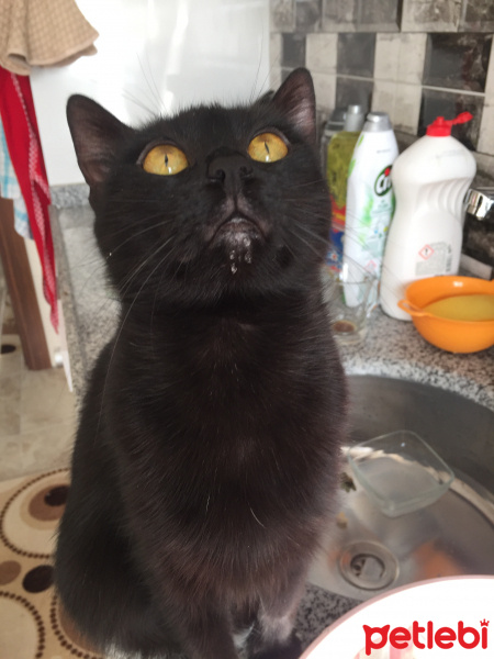 Bombay, Kedi  zeytin fotoğrafı