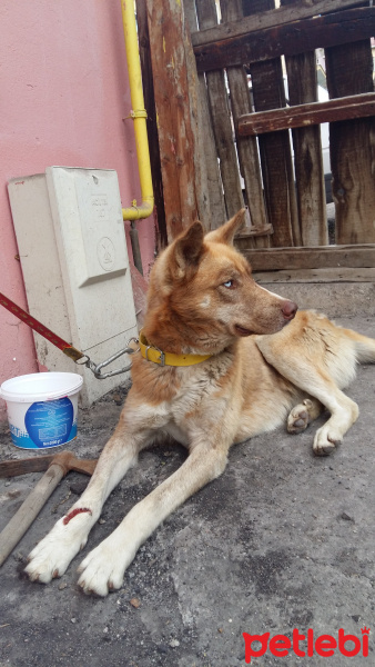 Sibirya Kurdu (Husky), Köpek  Efe fotoğrafı