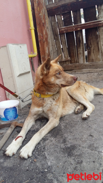 Sibirya Kurdu (Husky), Köpek  Efe fotoğrafı