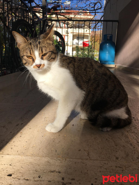 Tekir Kedi, Kedi  Kivi fotoğrafı